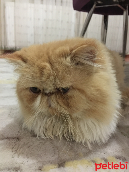 İran Kedisi (Persian), Kedi  Tarçın fotoğrafı
