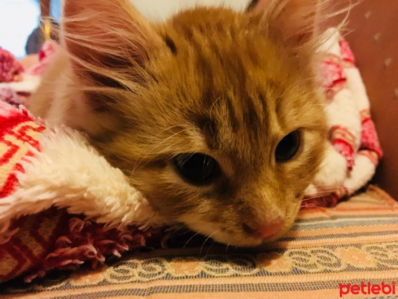 Sarman, Kedi  Yumak fotoğrafı
