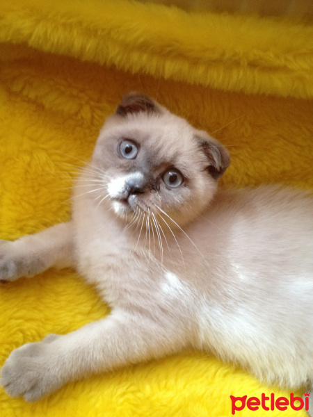 Scottish Fold, Kedi  Ponpon fotoğrafı