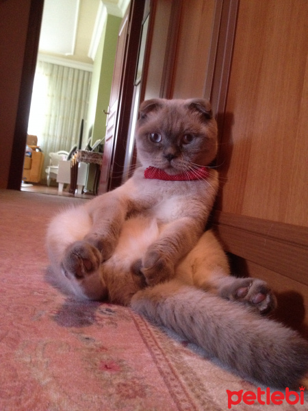 Scottish Fold, Kedi  Ponpon fotoğrafı