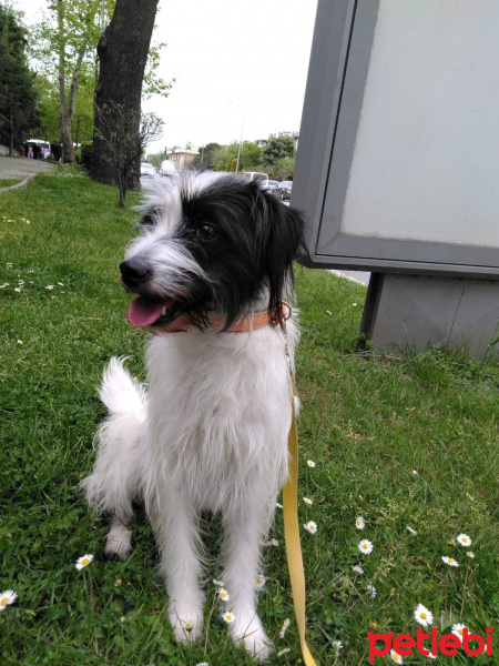 Jack Russell Terrier, Köpek  Pooper fotoğrafı