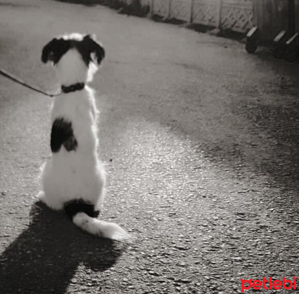 Jack Russell Terrier, Köpek  Pooper fotoğrafı