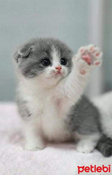 American Curl, Kedi  Mia fotoğrafı
