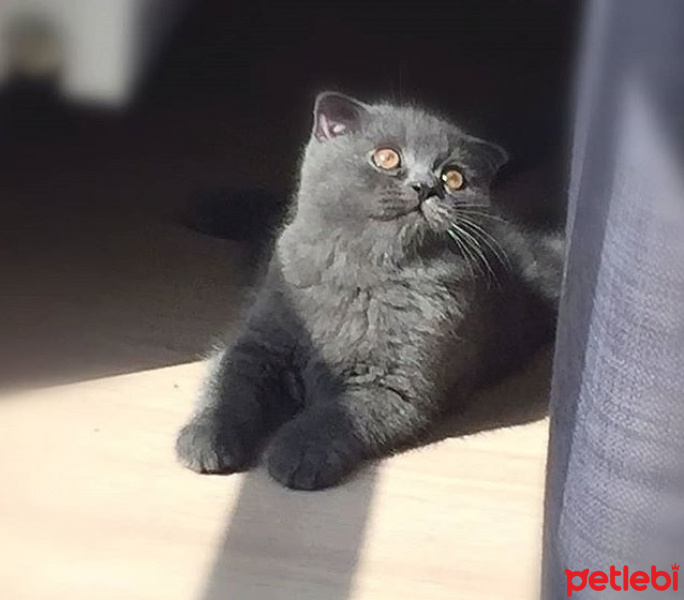 Scottish Fold, Kedi  Leo fotoğrafı