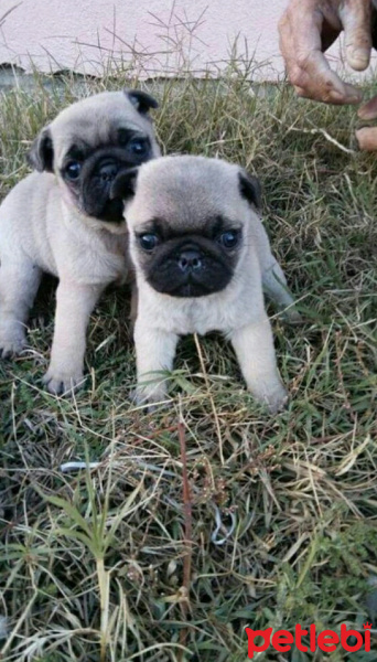Pug, Köpek  tipi fotoğrafı