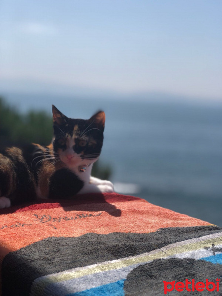 Tekir Kedi, Kedi  Nazlı fotoğrafı
