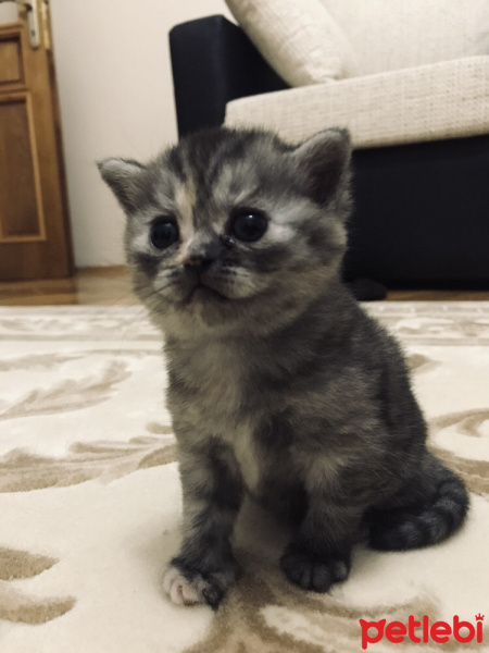 British Shorthair, Kedi  Ruby fotoğrafı