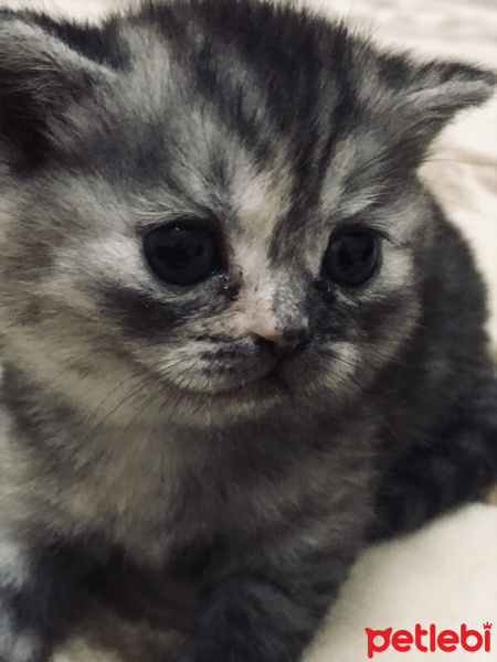British Shorthair, Kedi  Ruby fotoğrafı