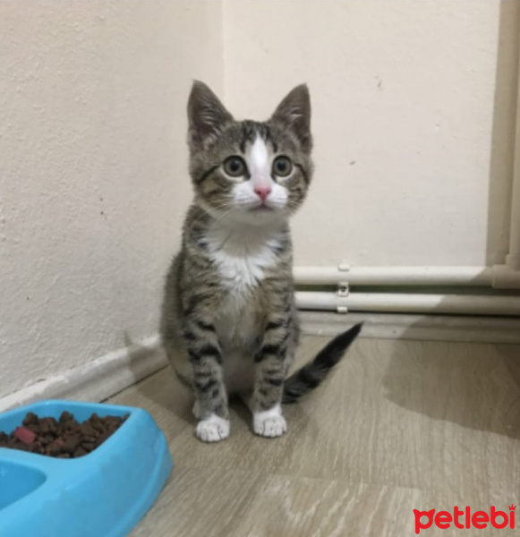 Tekir Kedi, Kedi  Karamel fotoğrafı