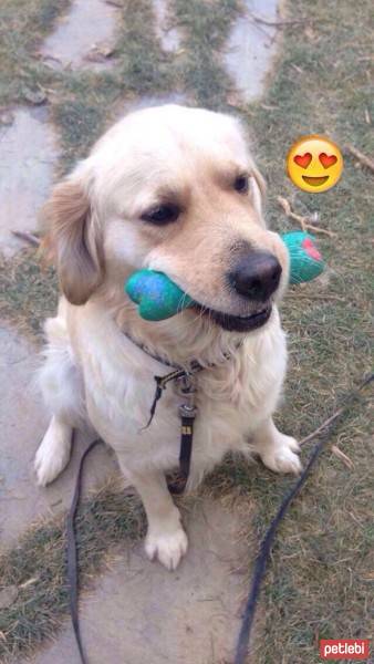 Golden Retriever, Köpek  Şila fotoğrafı