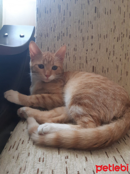 Tekir Kedi, Kedi  Tahta :) fotoğrafı
