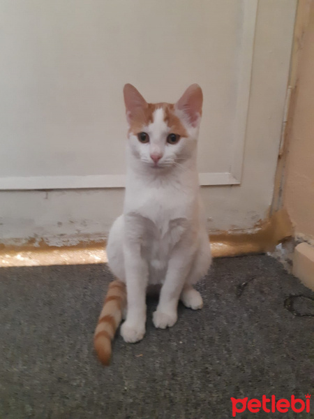 Sarman, Kedi  Hava :) fotoğrafı