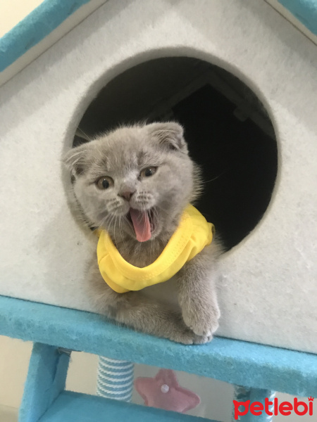 Scottish Fold, Kedi  Pasha fotoğrafı