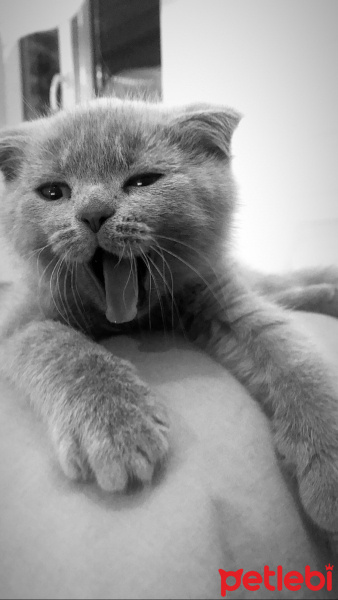 Scottish Fold, Kedi  Pasha fotoğrafı