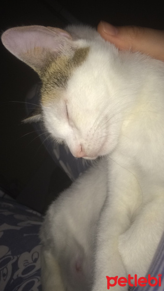 Tekir Kedi, Kedi  Şila fotoğrafı