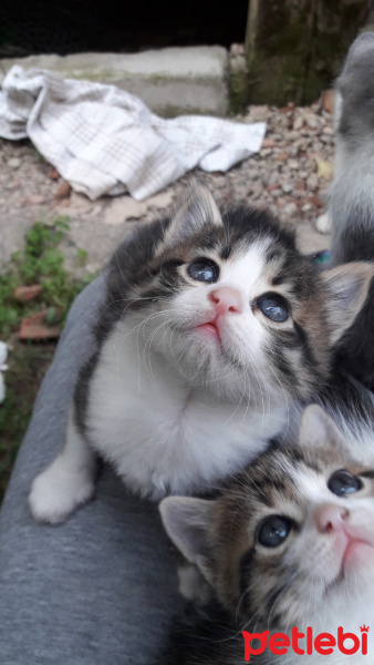 Tekir Kedi, Kedi  Minnoş fotoğrafı