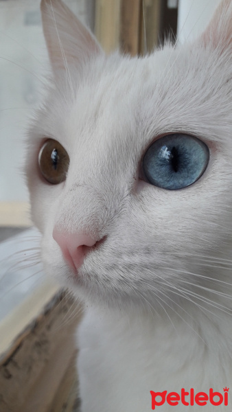 Tekir Kedi, Kedi  Minnoş fotoğrafı