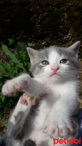 Tekir Kedi, Kedi  Minnoş fotoğrafı