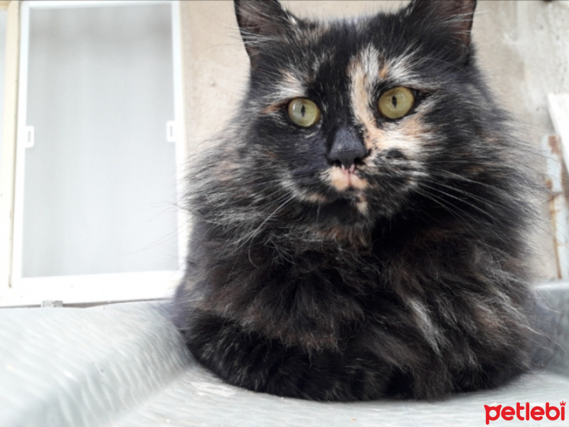 Tekir Kedi, Kedi  Minnoş fotoğrafı