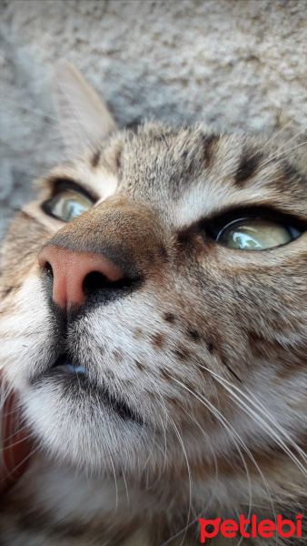 Tekir Kedi, Kedi  Minnoş fotoğrafı