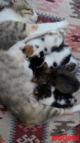 Tekir Kedi, Kedi  Minnoş fotoğrafı