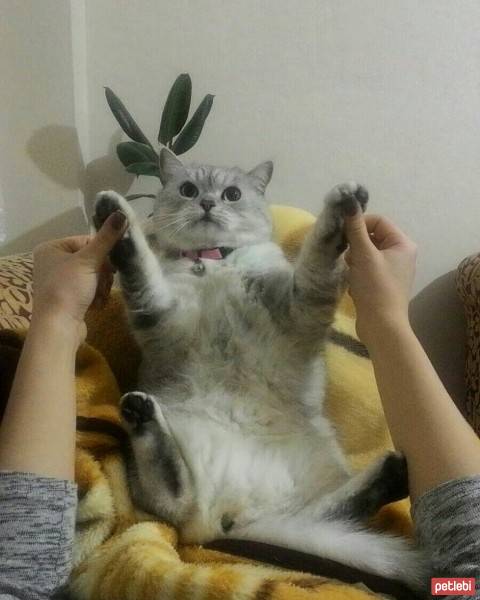 Chinchilla, Kedi  Sarya fotoğrafı