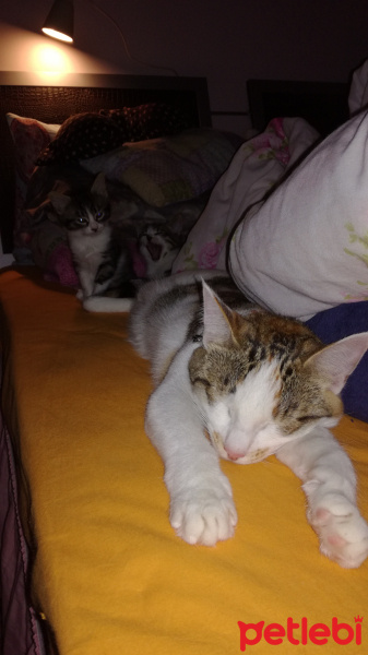 Tekir Kedi, Kedi  Tüylüş fotoğrafı