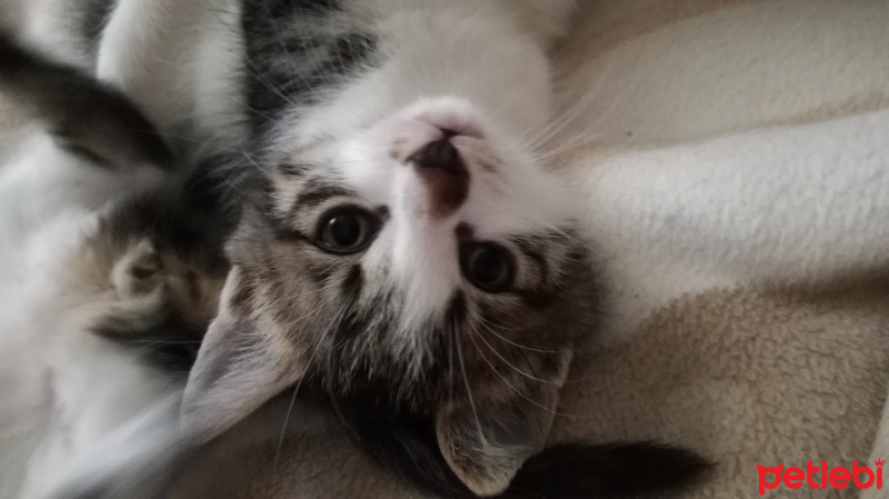 Tekir Kedi, Kedi  Tüylüş fotoğrafı