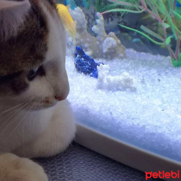 Tekir Kedi, Kedi  Tüylüş fotoğrafı