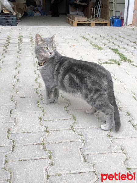 Tekir Kedi, Kedi  Gri fotoğrafı
