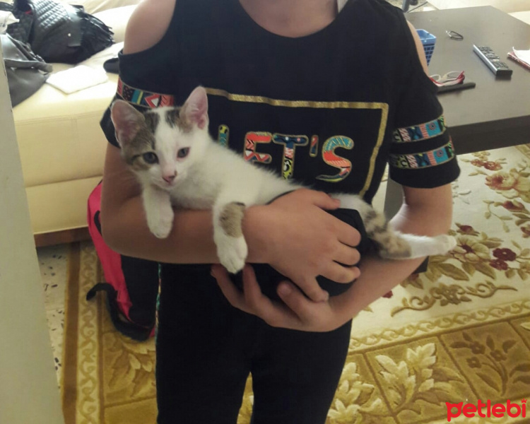 Tekir Kedi, Kedi  Arya fotoğrafı