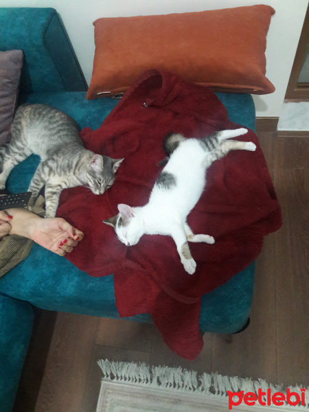 Tekir Kedi, Kedi  Arya fotoğrafı