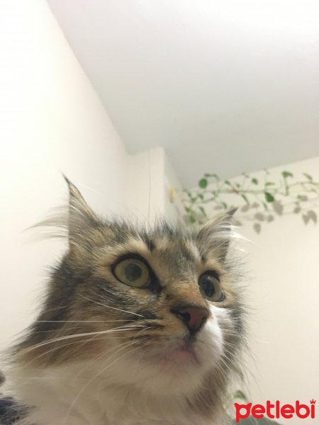 Tekir Kedi, Kedi  Asami fotoğrafı