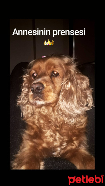 İngiliz Cocker Spaniel, Köpek  Tarçın fotoğrafı