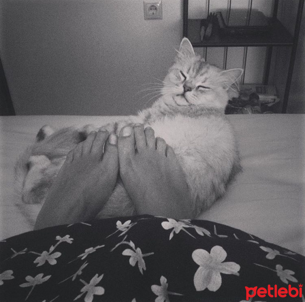 Chinchilla, Kedi  Pati fotoğrafı