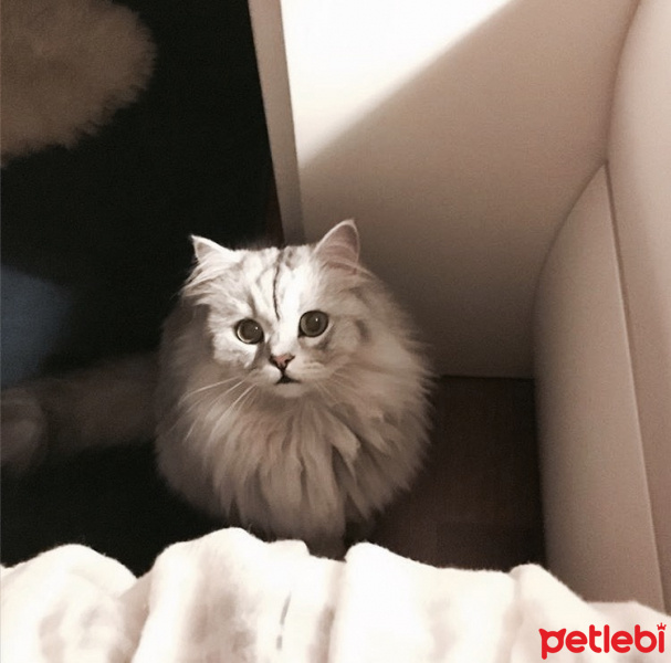 Chinchilla, Kedi  Pati fotoğrafı