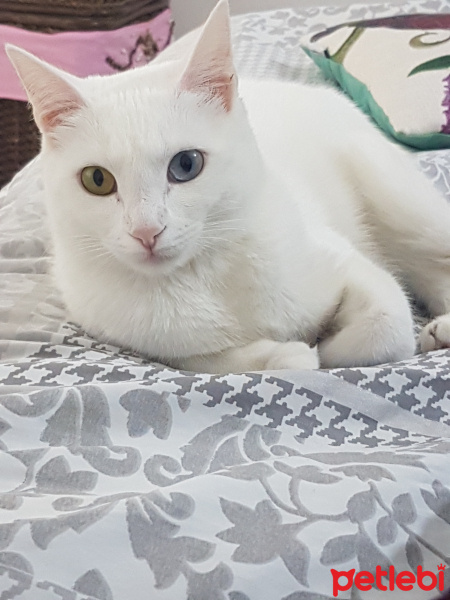 Ankara Kedisi, Kedi  Sütlaç fotoğrafı