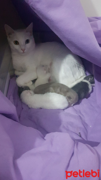 Ankara Kedisi, Kedi  Sütlaç fotoğrafı