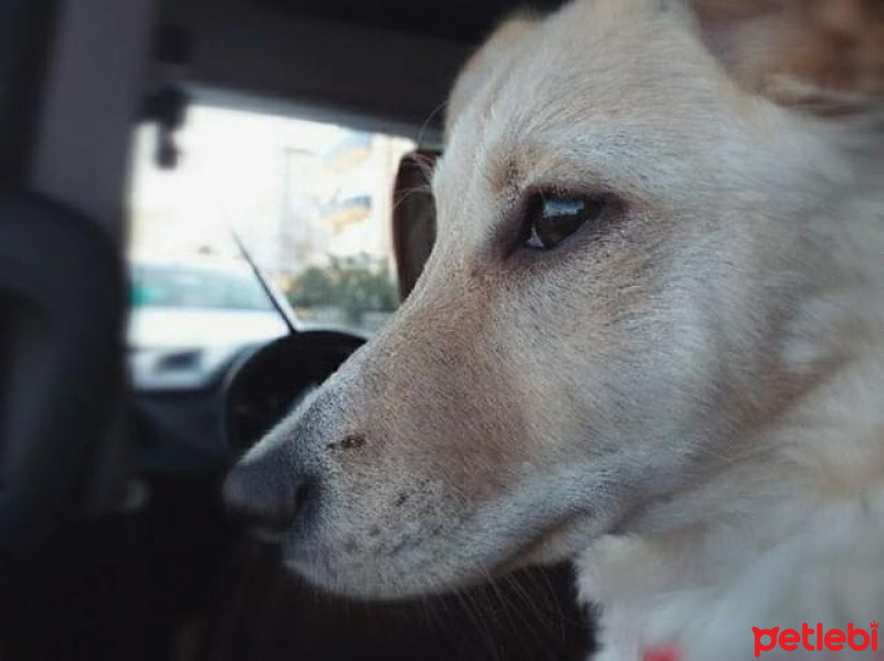 Golden Retriever, Köpek  Leydi fotoğrafı