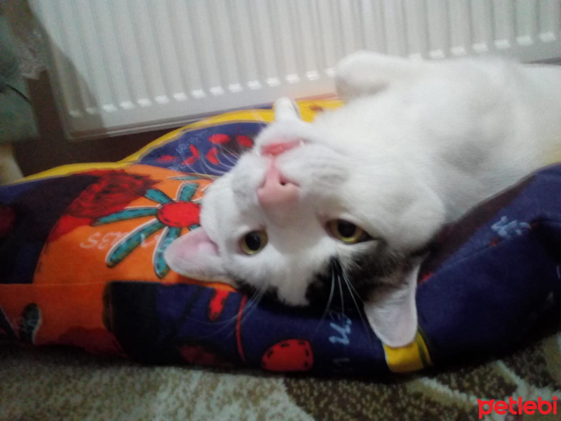 Tekir Kedi, Kedi  Pamuk fotoğrafı