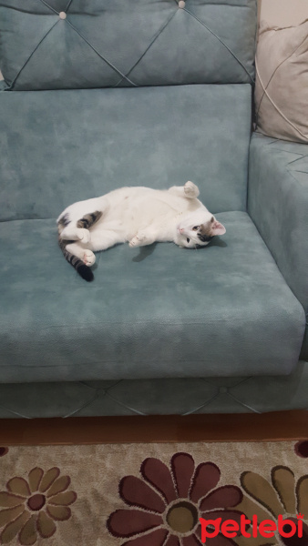 Tekir Kedi, Kedi  Pamuk fotoğrafı