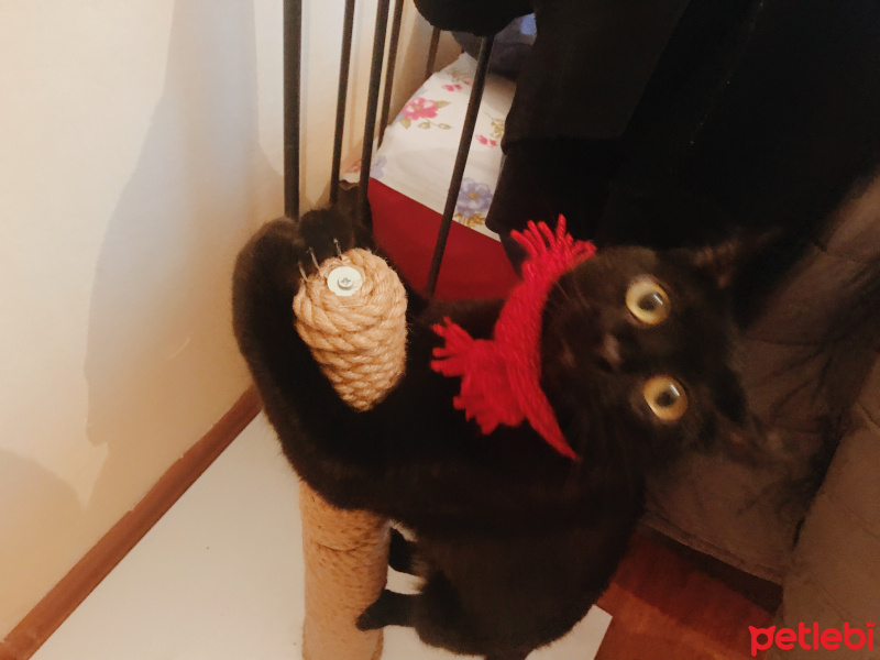 Tekir Kedi, Kedi  turşu fotoğrafı