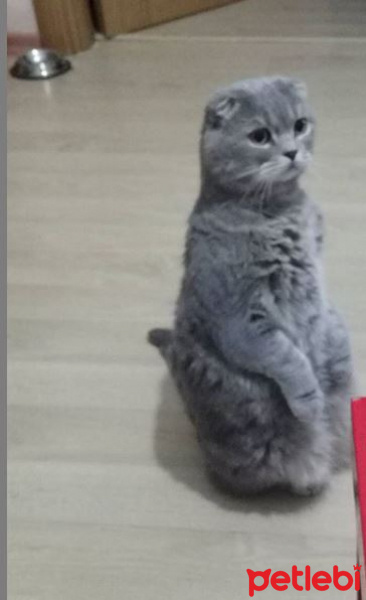 Scottish Fold, Kedi  Mıcır fotoğrafı