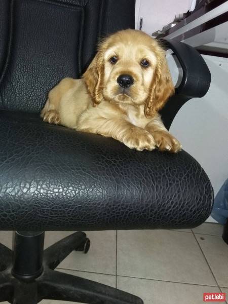 Amerikan Cocker Spaniel, Köpek  Lui fotoğrafı