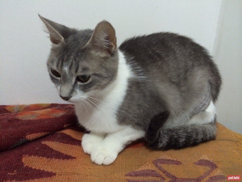 Brazilian Shorthair, Kedi  Marie-ay parçası  fotoğrafı