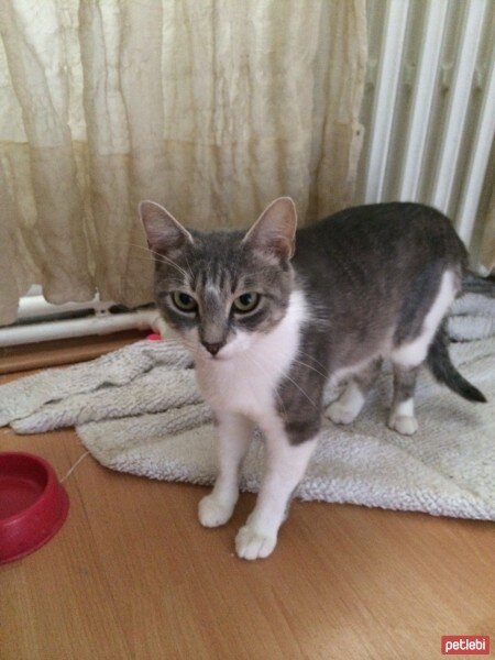 Brazilian Shorthair, Kedi  Marie-ay parçası  fotoğrafı