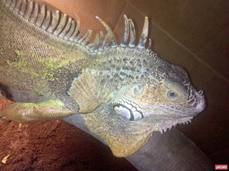 İguana, Sürüngen  cemil fotoğrafı