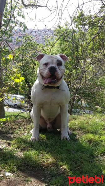Amerikan Bulldog, Köpek  Dodi fotoğrafı