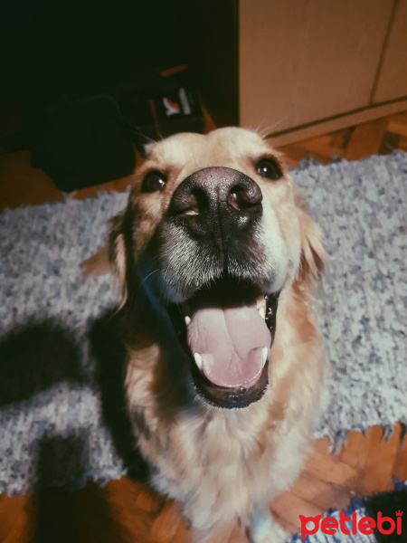 Golden Retriever, Köpek  Cesur fotoğrafı