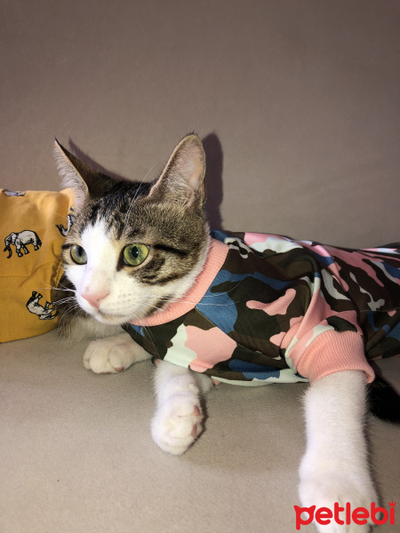 Tekir Kedi, Kedi  Bebek Pire fotoğrafı